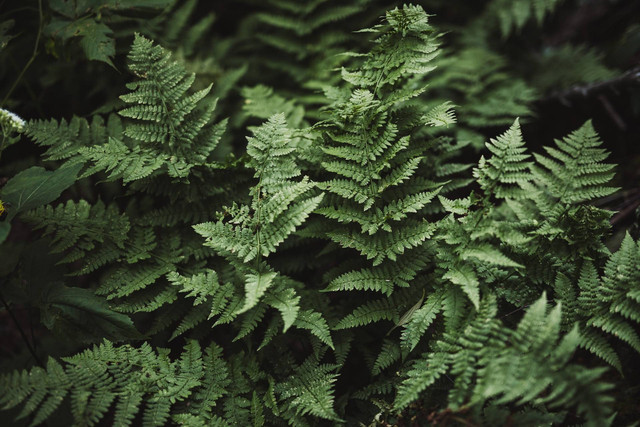 Ilustrasi jenis tumbuhan paku untuk tanaman hias. Sumber foto: Unsplash