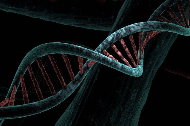 Gambar urutan proses sintesis protein. Sumber: pixabay.com/mirerek8
