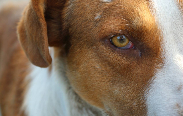 Ilustrasi penyebab anjing jadi galak. Sumber: pixabay
