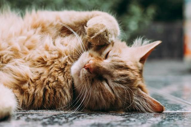 Ilustrasi Penyebab Kucing Mengeluarkan Air Liur dan Lemas. Sumber Foto: Unsplash.com/Ludemeula Fernandes