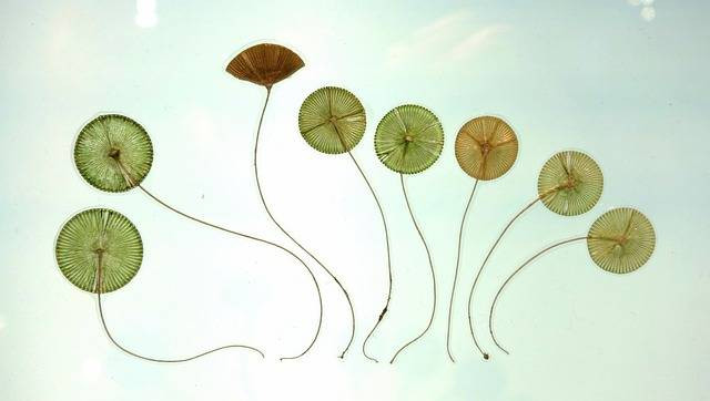 Ilustrasi contoh peranan alga dalam kehidupan manusia. Sumber foto: Pixabay.com