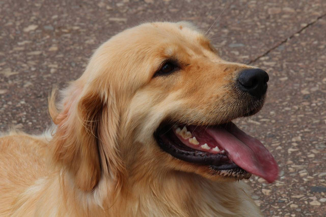 Ilustrasi ras anjing besar yang ramah untuk keluarga. Foto: Pixabay