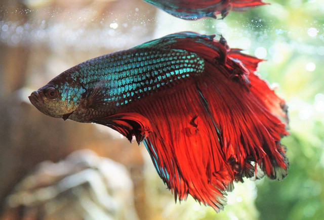 Ilustrasi penyakit ikan cupang. Sumber: pixabay