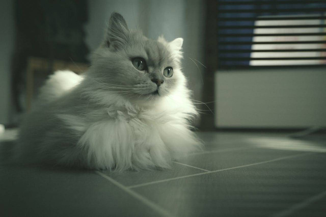 Ilustrasi Cara Memberi Makanan Kucing Persia. Sumber: Pexels.com/정 규송 Nui MALAMA