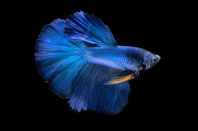 Ilustrasi jenis ikan cupang, sumber foto: Jeffry Surianto by pexels.com