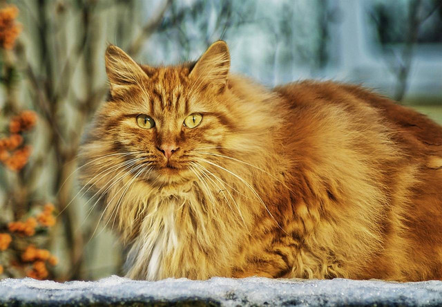 Ilustrasi cara membersihkan telinga kucing. Foto: Pixabay