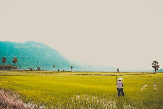 Ilustrasi Manfaat cuaca bagi petani ketika musim tanam. sumber: Pexels/Loifotos