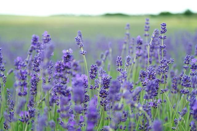 Ilustrasi iri-ciri Bunga Lavender Asli. Sumber Foto: Unsplash.com/Annie Spratt