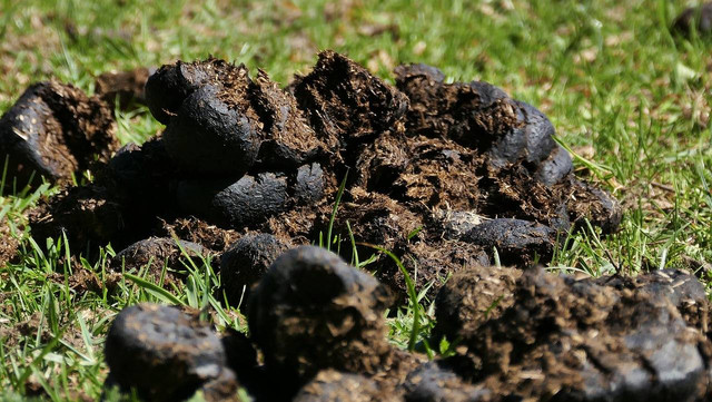 Ilustrasi pupuk alami untuk anggrek agar cepat berbunga. Sumber: pixabay