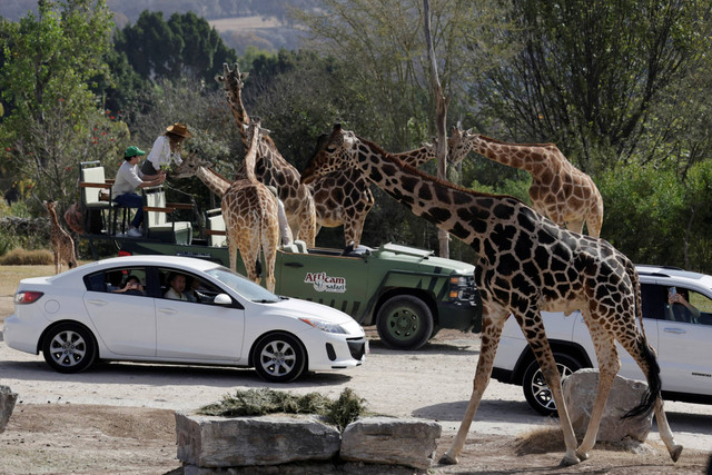 Jerapah peliharaan "Benito" ditampilkan kepada media di taman hewan Africam Safari setelah tiba dari kebun binatang yang dikelola kota di Ciudad Juarez, di Puebla, Meksiko. Foto: Imelda Medina/REUTERS