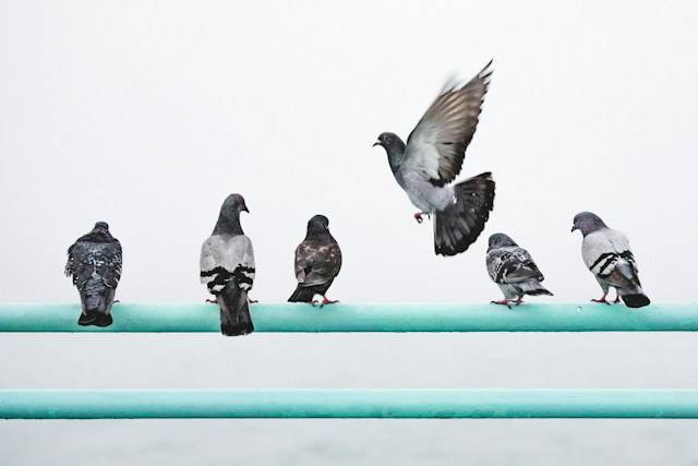 Manfaat Memelihara Burung Merpati. Sumber Foto: Unsplash.com/Nathan Dumlao