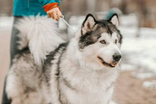 Ilustrasi Fakta Unik Anjing Alaskan Malamute. Sumber: Unsplash