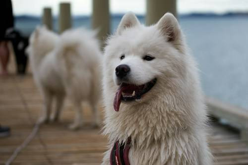 Ilustrasi Kelebihan dan Kekurangan Anjing Samoyed. Sumber: Unsplash
