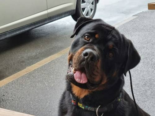 Ilustrasi Anjing Rottweiler. Sumber: Unsplash