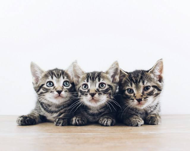 Kitten Makan Berapa Kali Sehari? Foto Hanya Ilustrasi. Sumber Foto: Unsplash.com/The Lucky Neko