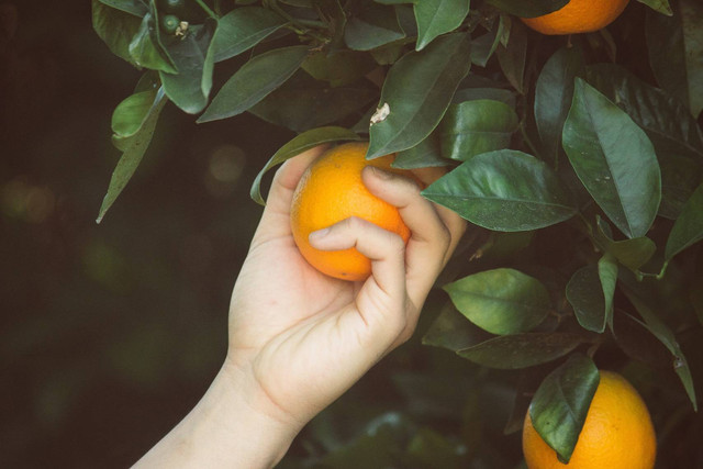 Ilustrasi Tuliskan alat dan bahan yang digunakan dalam pembuatan pohon artificial, sumber: unsplash/BriehneHong
