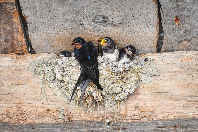 Ilustrasi burung walet. Sumber foto: Pixabay