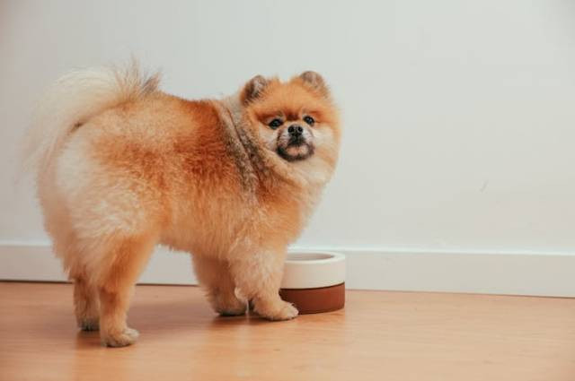 Ilustrasi mengapa anjing tidak mau makan, sumber foto: Cup of Couple by pexels.com