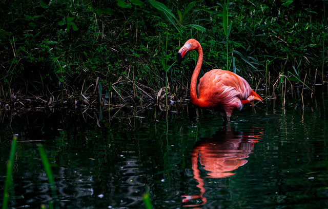 Ilustrasi Kingdom Animalia, Foto: Unsplash/Patrice Audet