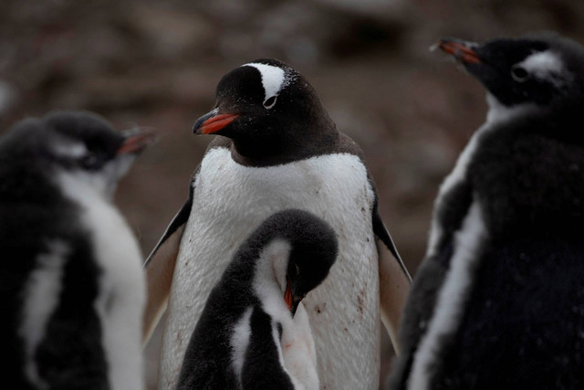 Sekelompok penguin gentoo berjalan di sepanjang Quentin Point, Pulau Anvers, Antartika, 4 Februari 2020. Foto: Ueslei Marcelino/REUTERS