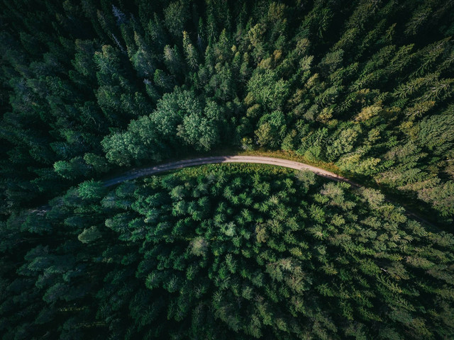 Ilustrasi Sebutkan Contoh Keseimbangan Alami, Sumber Unsplash Geranimo