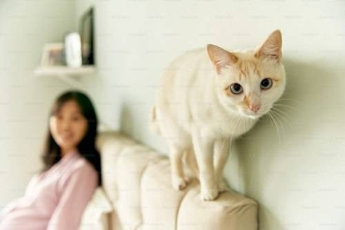 Ilustrasi Penyebab Kucing Kurus. Sumber: Unsplash
