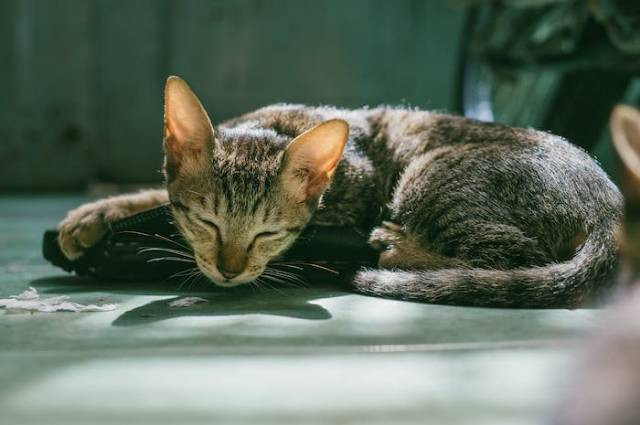 Ilustrasi hal yang disukai kucing, sumber foto: FOX by pexels.com