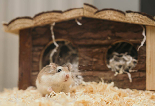 Ilustrasi Cara Merawat Ekor Basah pada Hamster. Sumber: Pexels.com/Ellie Burgin