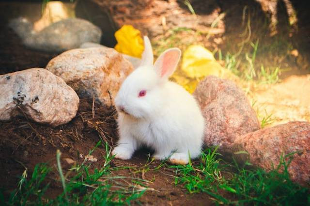 Ilustrasi ciri kelinci albino, sumber foto: Francis Seura by pexels.com