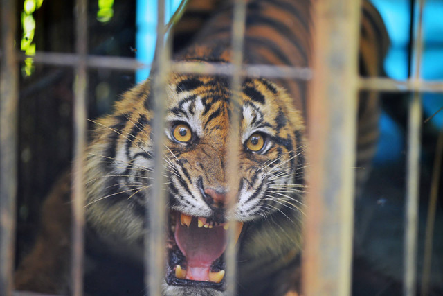 Seekor Harimau Sumatera (Panthera tigris sumatrae) mengamuk dan mengalami gigi taring patah karena mengigit kandang besi saat masuk perangkap di Nagari Binjai, Kecamatan Tigo Nagari, Kabupaten Pasaman, Sumatera Barat, Minggu (4/2/2024). Foto: Iggoy el Fitra/ANTARA FOTO