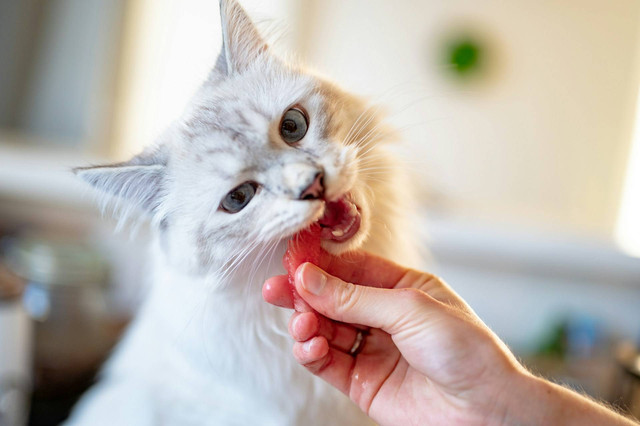 Ilustrasi kucing makan hati ayam. Sumber foto: Unsplash