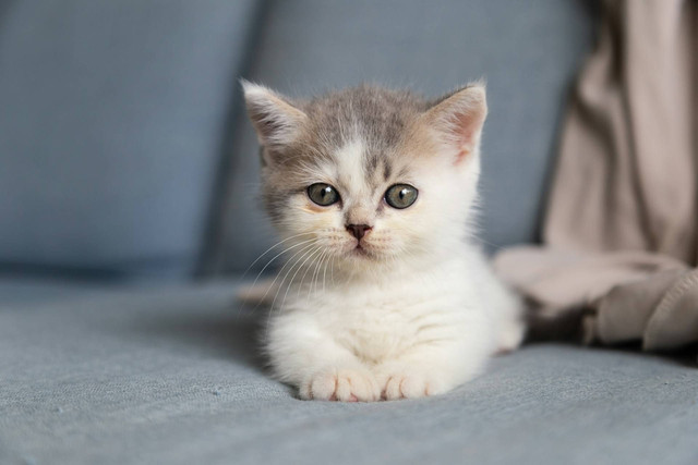 Ilustrasi kitten sehat. Sumber foto: Unsplash