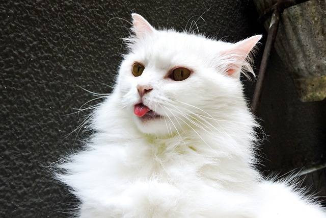 Ilustrasi fakta unik kucing anggora. Sumber: pixabay