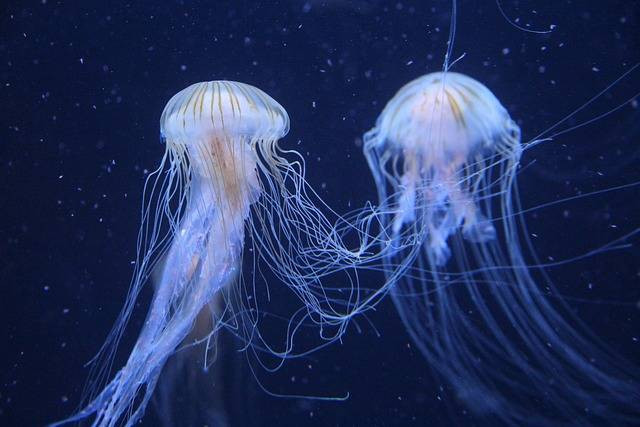 Ilustrasi metagenesis ubir-ubur. Sumber foto: Pixabay.com