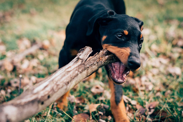Ilustrasi anjing mini pinscher. Sumber foto: Unsplash
