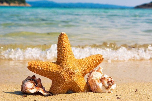 Ilustrasi contoh hewan echinodermata. Sumber: Pixabay / 1643606