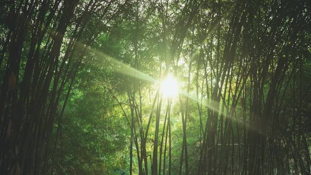 Ruas Bambu Nusa. Foto hanyalah ilustrasi, bukan tempat yang sebenarnya. Sumber: Unsplash/Fauzan Saari