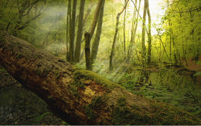 Ilustrasi contoh pelapukan organik. Sumber foto: pixabay/Peggychoucair