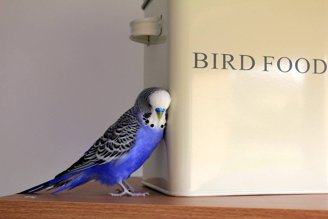 ilustrasi melatih burung parkit. Sumber foto: Pixabay
