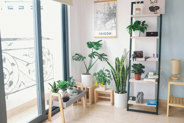 Ilustrasi tanaman hias indoor tanpa matahari. Sumber foto: Unsplash