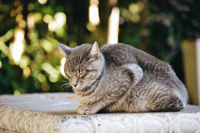 tanda hairball pada kucing. Sumber foto: Pexels