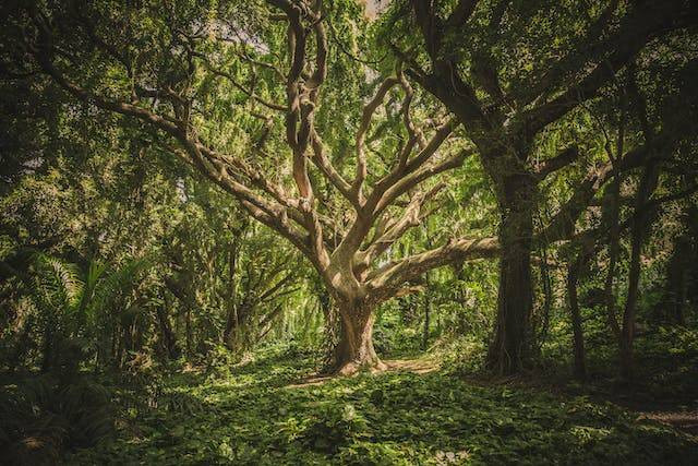 Ilustrasi apakah tumbuhan di hutan ditanam oleh manusia. Sumber: pexels.com/Veeterzy
