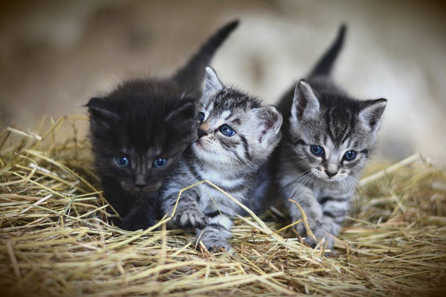 Ilustrasi penyebab anak kucing hiperaktif. Foto: Pixabay