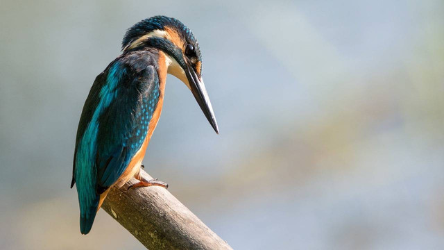 Ilustrasi cara ternak tengkek buto. Foto: Pixabay