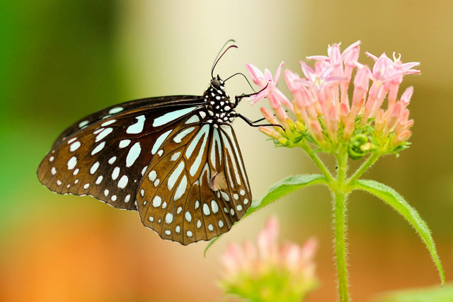 Komponen Biotik dan Abiotik yang Membantu Proses Penyerbukan Tumbuhan adalah Serangga dan Angin. Sumber: https://unsplash.com