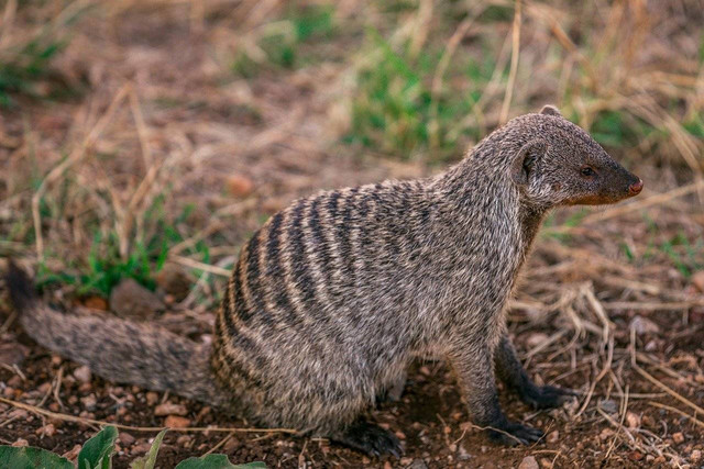 Ilustrasi pengertian mammokori. Sumber: Pixabay / antonytrivet