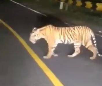 Seekor harimau melintas di Tanjakan Mayit, Jalan Lintas Barat (Jalinbar), Kecamatan Bengkunat, Kabupaten Pesisir Barat. | Foto: Dok istimewa