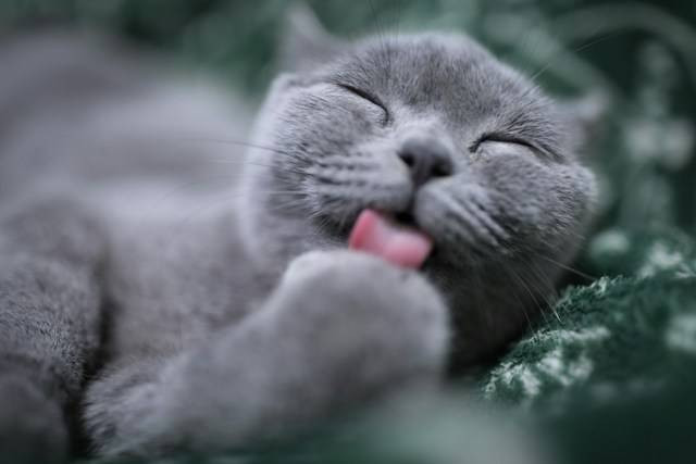 Ilustrasi Penyebab Kucing Selalu Lapar. Foto: dok. Unsplash/Eric Han