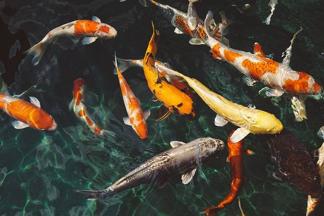 Ilustrasi penyebab ikan koi tidak mau makan. Foto: Pexels/Pixabay