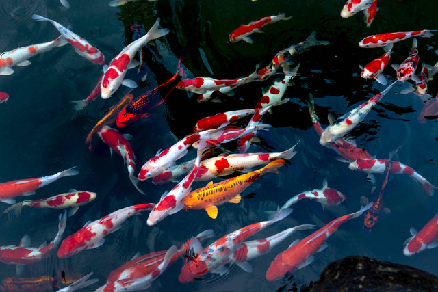 Ilustrasi: Cara Mengatasi Ikan Koi Flashing. Sumber: Quang Nguyen Vinh/Pexels.com
